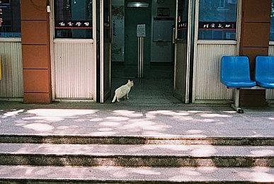 《真女神转生5》每日恶魔介绍：印度女鬼鸠槃荼