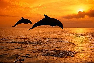 《战区》新地图疑似出现《使命召唤18》的武装飞机 该作或将于8月下旬公布