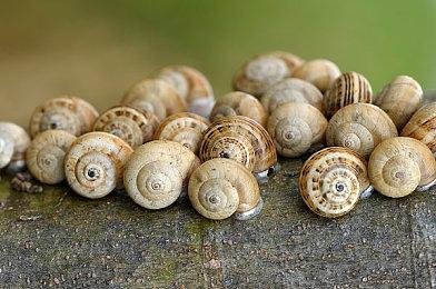 《使命召唤：黑色行动6》各平台预载&全球解锁时间公开